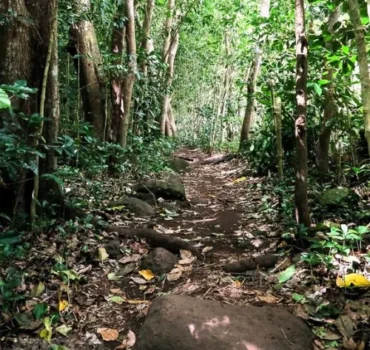 Jungle Trail